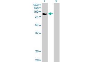 Western Blot analysis of GMPS expression in transfected 293T cell line by GMPS MaxPab polyclonal antibody. (GMP Synthase Antikörper  (AA 1-693))