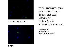Image no. 2 for anti-Endothelial Differentiation Related Factor 1 (EDF1) (N-Term) antibody (ABIN501446) (EDF1 Antikörper  (N-Term))