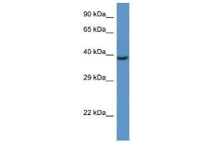 Western Blot showing RAD51L3 antibody used at a concentration of 1 ug/ml against Fetal Heart Lysate (RAD51D Antikörper  (C-Term))