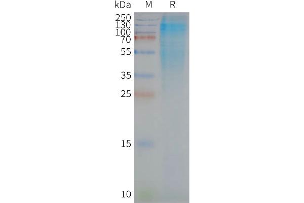 CD37 Protein