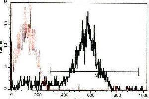 A typical staining pattern with the B-F46 monoclonal antibody of platelets (P-Selectin Antikörper)