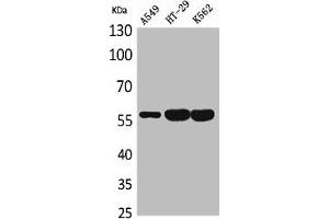 Western Blot analysis of A549 HT29 K562 cells using ERp57 Polyclonal Antibody (PDIA3 Antikörper  (Internal Region))