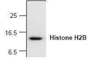 Image no. 1 for anti-Histone H2B (N-Term) antibody (ABIN127254) (Histone H2B Antikörper  (N-Term))