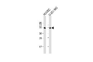 All lanes : Anti-CDC42EP1 Antibody (C-term) at 1:1000 dilution Lane 1: HUVEC whole cell lysate Lane 2: U-251 MG whole cell lysate Lysates/proteins at 20 μg per lane. (CDC42EP1 Antikörper  (C-Term))
