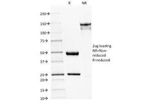 SDS-PAGE Analysis of Purified, BSA-Free Spectrin beta III Antibody (clone SPTBN2/1582). (Spectrin, Beta, Non-erythrocytic 2 (SPTBN2) (AA 356-475) Antikörper)