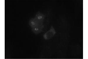 Image no. 1 for anti-Budding Uninhibited By Benzimidazoles 1 Homolog (Yeast) (BUB1) antibody (ABIN341032) (BUB1 Antikörper)