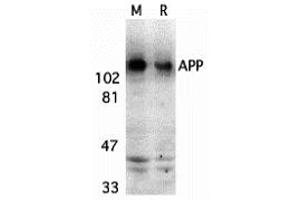 Western Blotting (WB) image for anti-Amyloid beta (A4) Precursor Protein (APP) (C-Term) antibody (ABIN1030251) (APP Antikörper  (C-Term))