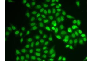 Immunofluorescence (IF) image for anti-Ubiquitin-Conjugating Enzyme E2 Variant 1 (UBE2V1) antibody (ABIN1980332) (UBE2V1 Antikörper)