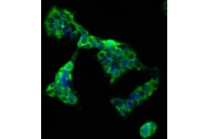 Immunofluorescence staining of 293 cells with ABIN7147980 at 1:66, counter-stained with DAPI. (CD3g Molecule S Homeolog (CD3G.S) (AA 128-241) Antikörper)