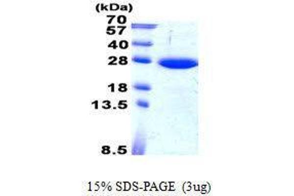 SAR1B Protein