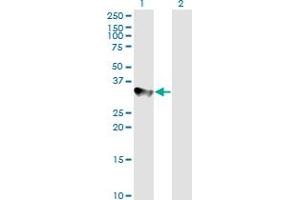 Western Blotting (WB) image for anti-Cyclin H (CCNH) (AA 1-110) antibody (ABIN560218)