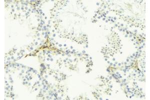 ABIN6276496 at 1/100 staining Mouse testis tissue by IHC-P. (FAM3B Antikörper  (C-Term))