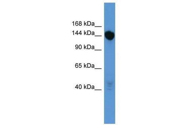 Basonuclin 2 Antikörper  (C-Term)