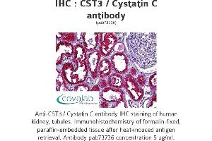 Image no. 1 for anti-Cystatin C (CST3) antibody (ABIN1733347) (CST3 Antikörper)