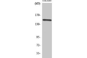 Western Blot analysis of various cells using Rad50 Polyclonal Antibody diluted at 1:1000. (RAD50 Antikörper  (AA 650-730))