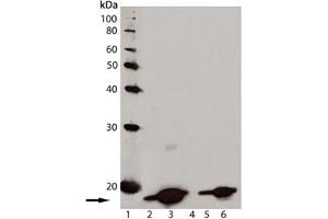Western blot analysis of [pSer139] Histone H2AX, mAb (9F3) : Lane 1: MW marker, Lane 2: Jurkat cell lysate, Lane 3: Jurkat cell lysate treated with staurosporine, Lane 4: 3T3 cell lysate, Lane 5: CHO-K1 cell lysate, Lane 6: Rat-2 cell lysate. (H2AFX Antikörper  (pSer139))