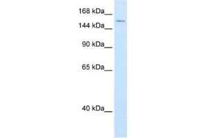 Western Blotting (WB) image for anti-ATP-Dependent RNA Helicase A (DHX9) antibody (ABIN2461336) (DHX9 Antikörper)