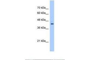 Image no. 1 for anti-GNAS Complex Locus (GNAS) (AA 121-170) antibody (ABIN320674) (GNAS Antikörper  (AA 121-170))