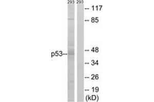 Western blot analysis of extracts from 293 cells, using p53 (Ab-46) Antibody. (p53 Antikörper  (AA 26-75))