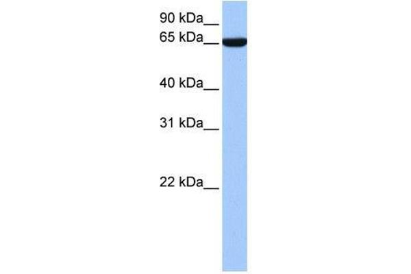 Zinc Finger Protein 891 (ZNF891) (N-Term) Antikörper