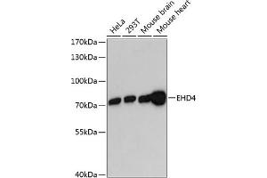 Western blot analysis of extracts of various cell lines, using EHD4 antibody  at 1:3000 dilution. (EHD4 Antikörper  (AA 362-541))