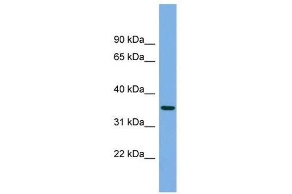 PRSS22 Antikörper  (N-Term)