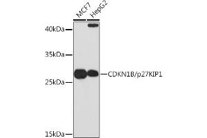 Western blot analysis of extracts of various cell lines, using CDKN1B/p27KIP1 Rabbit pAb (ABIN3020889, ABIN3020890, ABIN3020891 and ABIN6213779) at 1:1000 dilution. (CDKN1B Antikörper  (AA 1-198))