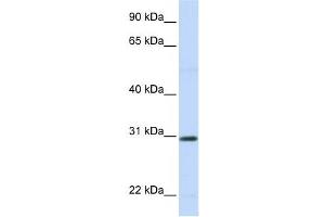 Western Blotting (WB) image for anti-Stanniocalcin 1 (STC1) antibody (ABIN2458624) (Stanniocalcin 1 Antikörper)