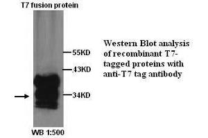 Image no. 1 for anti-T7-Tag antibody (ABIN790910) (T7-Tag Antikörper)