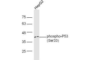 Human HepG2 lysates probed with Rabbit Anti-P53(Ser33) Polyclonal Antibody, Unconjugated  at 1:5000 for 90 min at 37˚C. (p53 Antikörper  (pSer33))