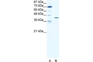 WB Suggested Anti-FOS Antibody Titration:  1. (c-FOS Antikörper  (C-Term))