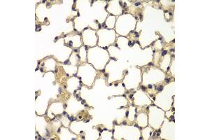 Immunohistochemistry of paraffin-embedded mouse lung using IFRD1 antibody (ABIN5975534) at dilution of 1/100 (40x lens). (IFRD1 Antikörper)