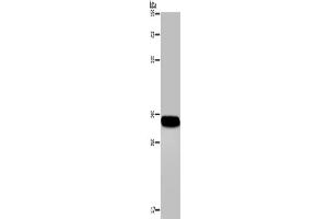 Western Blotting (WB) image for anti-Carbonic Anhydrase IV (CA4) antibody (ABIN2421326) (CA4 Antikörper)