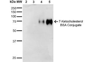 Western Blot analysis of 7-Ketocholesterol-BSA Conjugate showing detection of 67 kDa 7-Ketocholesterol-BSA using Mouse Anti-7-Ketocholesterol Monoclonal Antibody, Clone 3F7 . (7-Ketocholesterol (7-KC) Antikörper (Atto 488))