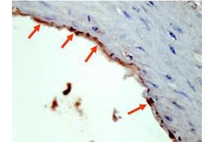 Image no. 1 for anti-HA-Tag (C-Term) antibody (ABIN1101941) (HA-Tag Antikörper  (C-Term))