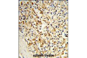 Formalin-fixed and paraffin-embedded human spleen tissue reacted with PCAT1 Antibody , which was peroxidase-conjugated to the secondary antibody, followed by DAB staining. (PCAT1 Antikörper  (C-Term))