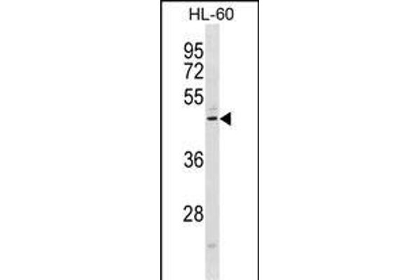 CMKLR1 Antikörper  (C-Term)