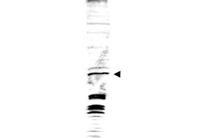 Image no. 1 for anti-Swi6 (AA 314-328) antibody (ABIN401300) (Swi6 (AA 314-328) Antikörper)