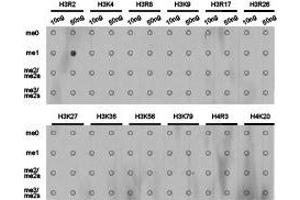 Western Blotting (WB) image for anti-Histone 3 (H3) (H3R2me) antibody (ABIN1873013) (Histone 3 Antikörper  (H3R2me))