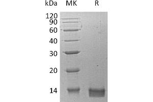 Greater than 95 % as determined by reducing SDS-PAGE. (CXCL14 Protein)