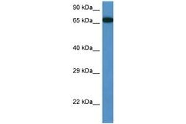 MBTD1 Antikörper  (AA 245-294)