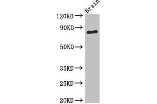 SV2B Antikörper  (AA 1-108)