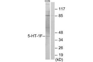 Western Blotting (WB) image for anti-5-Hydroxytryptamine (serotonin) Receptor 1F (HTR1F) (Internal Region) antibody (ABIN1850155) (HTR1F Antikörper  (Internal Region))