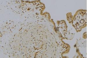 ABIN6273001 at 1/100 staining Mouse placenta tissue by IHC-P. (HSPB11 Antikörper  (N-Term))