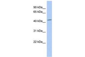 Image no. 1 for anti-Selenium Binding Protein 1 (SELENBP1) (N-Term) antibody (ABIN6743469) (SELENBP1 Antikörper  (N-Term))