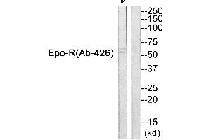 Western blot analysis of extracts from JurKat cells, using Epo-R (Ab-426) Antibody. (EPOR Antikörper  (Internal Region))