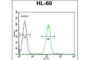 Myeloperoxidase Antibody (N-term) (ABIN655507 and ABIN2845023) flow cytometric analysis of HL-60 cells (right histogram) compared to a negative control cell (left histogram). (Myeloperoxidase Antikörper  (N-Term))
