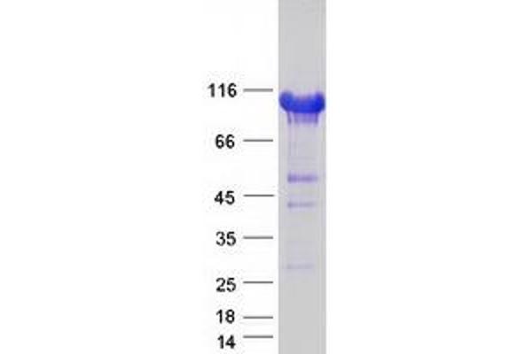 LSD1 Protein (Transcript Variant 1) (Myc-DYKDDDDK Tag)