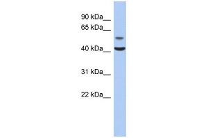 OLFML1 antibody used at 1 ug/ml to detect target protein. (OLFML1 Antikörper  (N-Term))