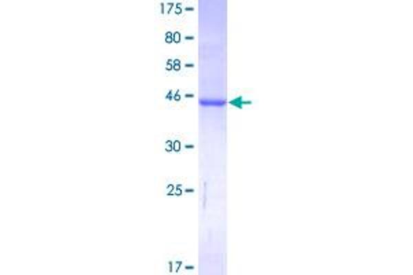 RHEB Protein (AA 1-184) (GST tag)